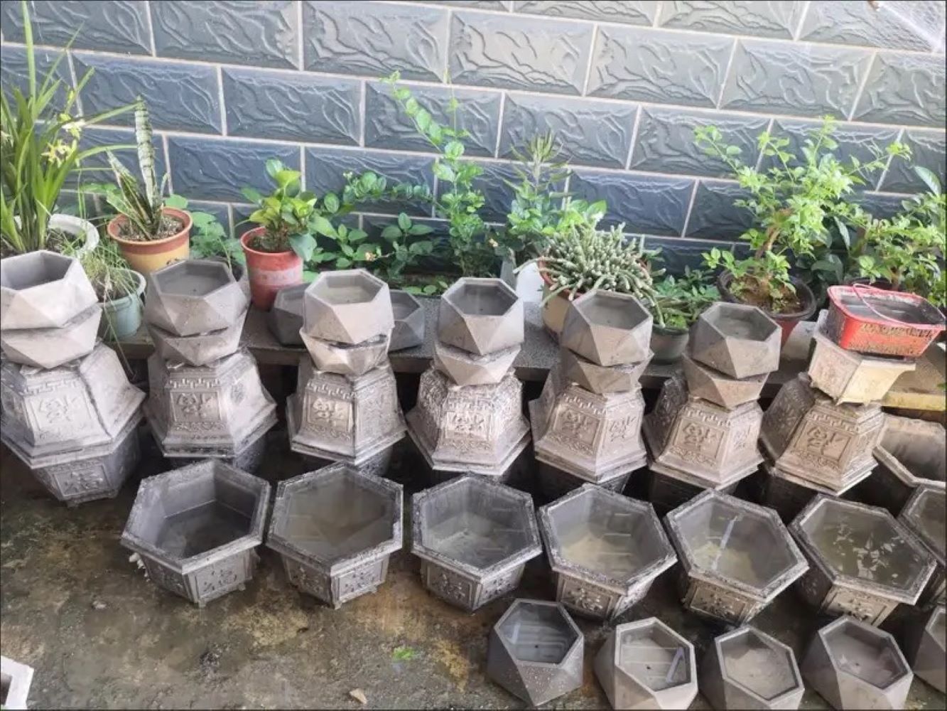 Plastic Succulent Planter Mold - огляд і ціна Echeveria Succulent