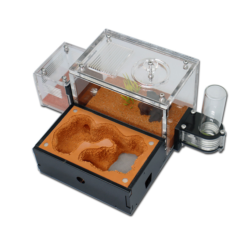 Yellow Soil Ant Farm with Exte - огляд і ціна Begonia Rex